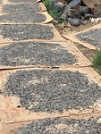 IMG_0730