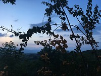 IMG_0981
