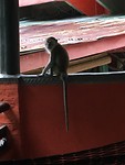 IMG_1658