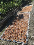 IMG_2033