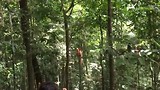 201706 Bukit Lawang Jungle Big Male