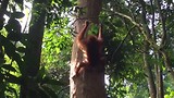 201706 Bukit Lawang Jungle Trek