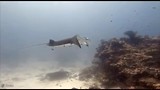 filmpje en foto’s duiken met manta’s