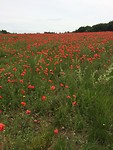 Door bos, veld en beemd 1