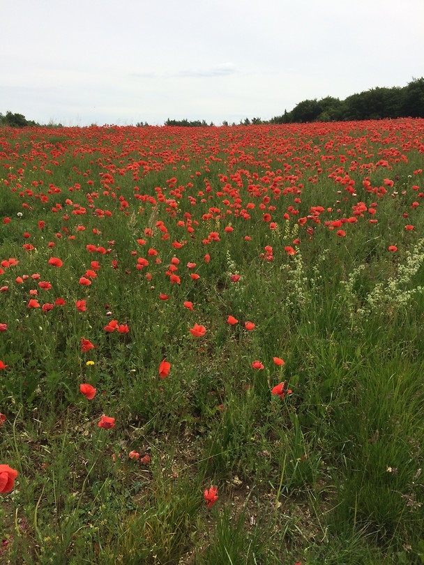 Door bos, veld en beemd 1