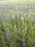 Korenbloemen zijn hier nog volop