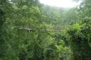 Loopbrug in Kakum Nat.Park