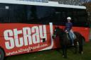 Bij de Stray-bus