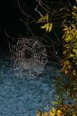 Itsie, bitsie spider...