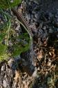 De Tuatara, oudste reptiel ter wereld