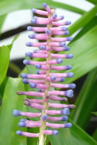 Mooie plant