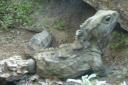 De Tuatara,oudste reptiel ter wereld, dat alleen
