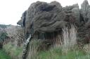 Aparte boom