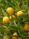Appelsienboom