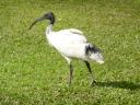 Ibis-vogel