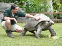 Een reuze-schildpad