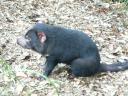 De Tasmanian devil...