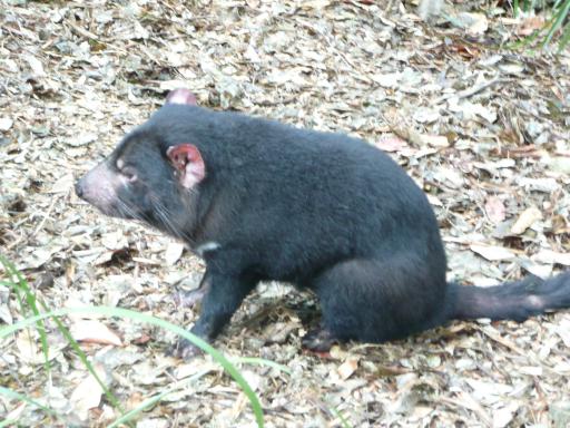De Tasmanian devil...