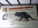 Tasmanian devil