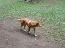Een dingo