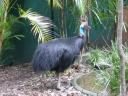 Een cassoway