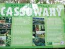 Cassowary
