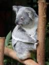 Een koala
