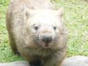 Een wombat