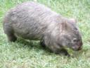 Een wombat