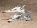 2 kangaroo's aant relaxen
