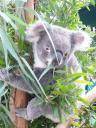 Lieve koala