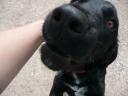 De lieve hond die ons in contact bracht