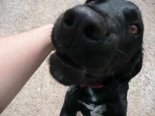 De lieve hond die ons in contact bracht