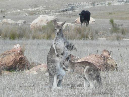 Een mama-kangeroe en haar Joey