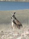 Lieve kangeroo's in het wild