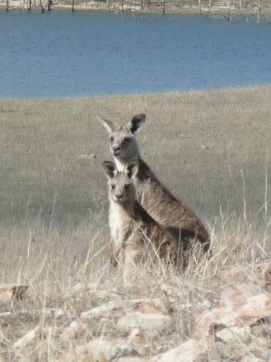 Lieve kangeroo's in het wild