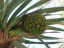 Plant/vrucht