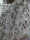 'Wiggly' Tree
