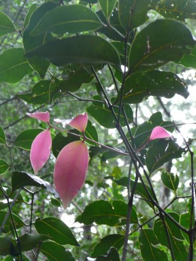 Roze blaadjes