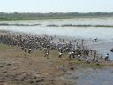 Honderden veschillende vogels