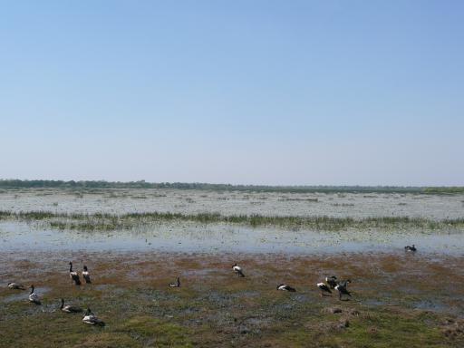 Wetlands