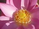 Een schitterende lotusbloem