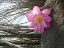 Lotusbloem