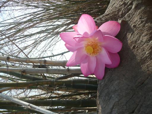 Lotusbloem