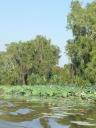 Lelies op de Billabond