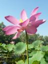 Mooie lotuslelie