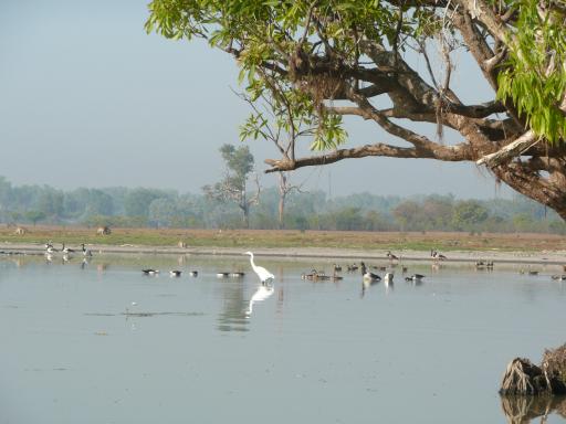 Op de billabong