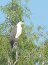 Een roofvogel (weet de naam niet meer)