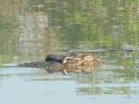 een croc