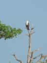 Roofvogel in topje van boom